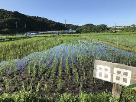 シンシア豊川