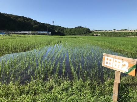 シンシア豊川