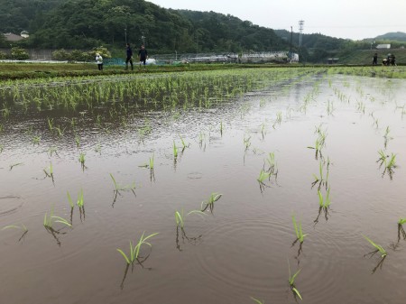 シンシア豊川