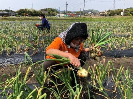 玉ねぎ