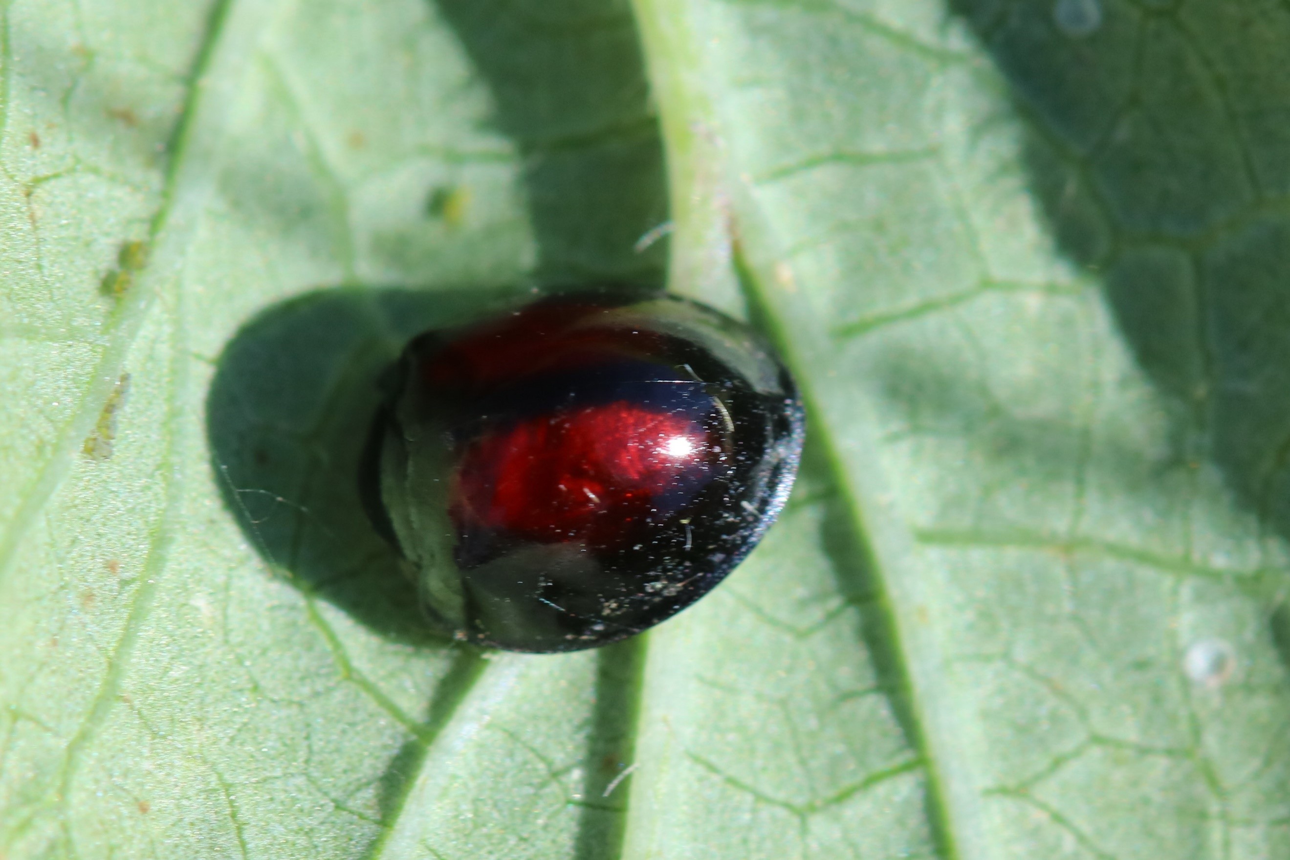 足の指の突き刺しの症状