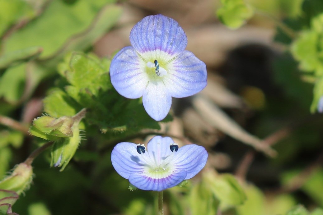 シンシア農場に咲く雑草の小さシンシア農場に咲く雑草の小さな花 オオイヌノフグリ シンシア豊川 アパティア福祉会