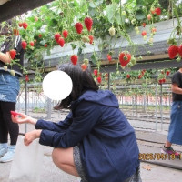 [] イチゴ狩り①