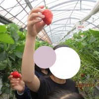 []イチゴ狩り②