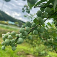 画像11